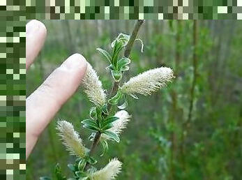 ?ute tree buds